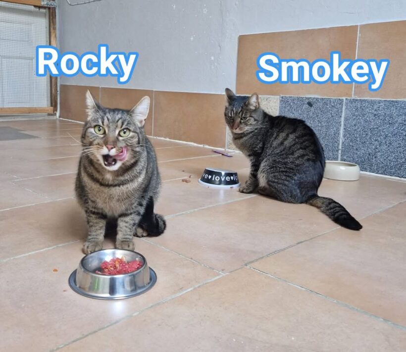 Rocky und Smokey(ab Mitte März)😻