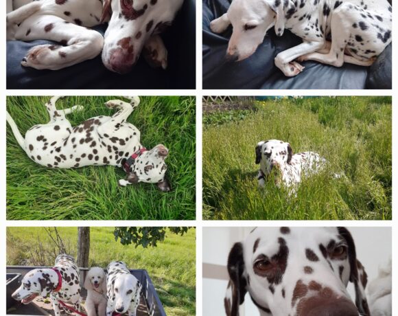 Dalina und Dinar❤️