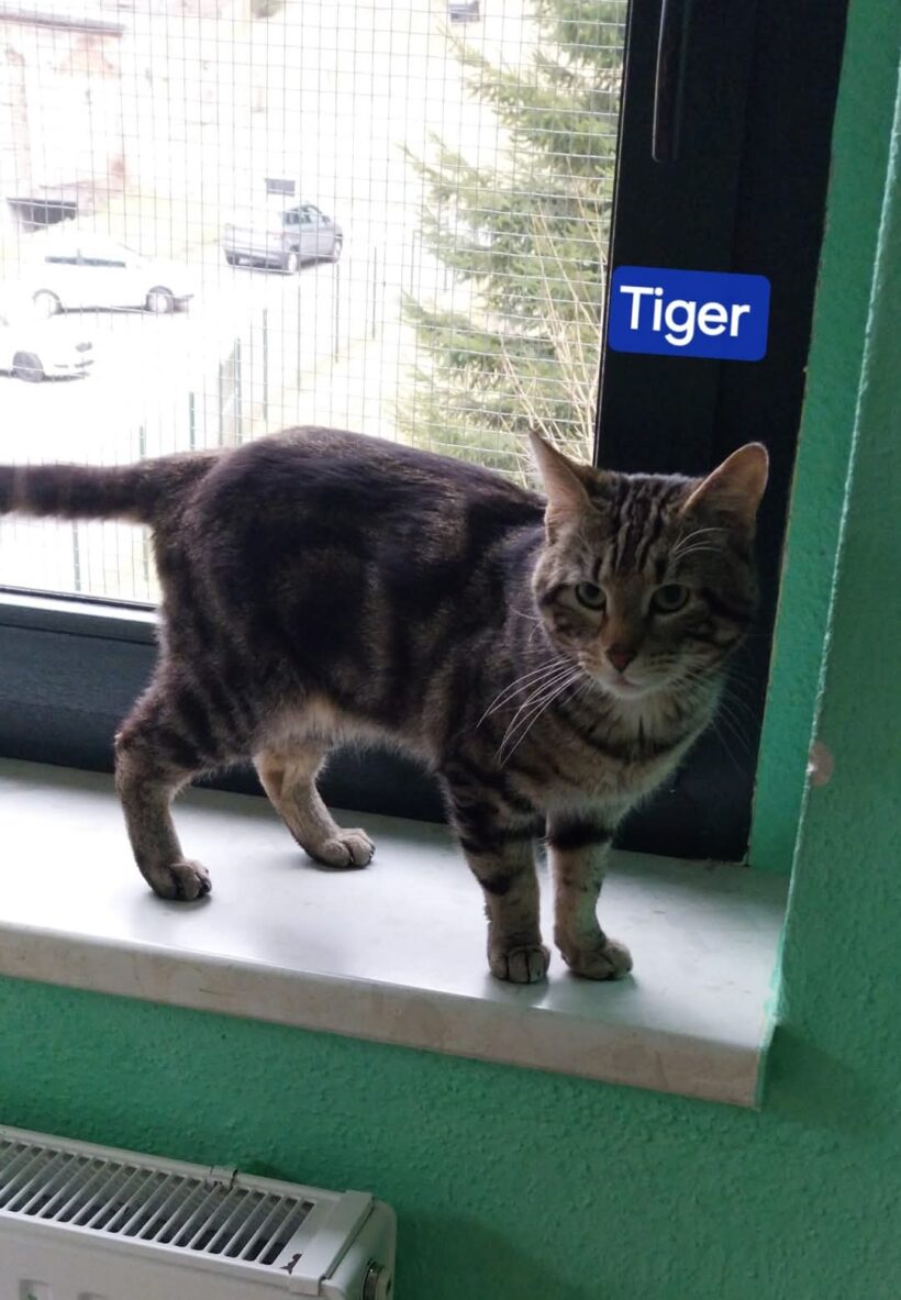 Tiger und Olga❤️