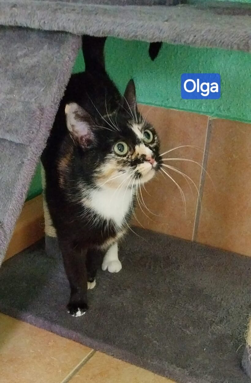 Tiger und Olga❤️
