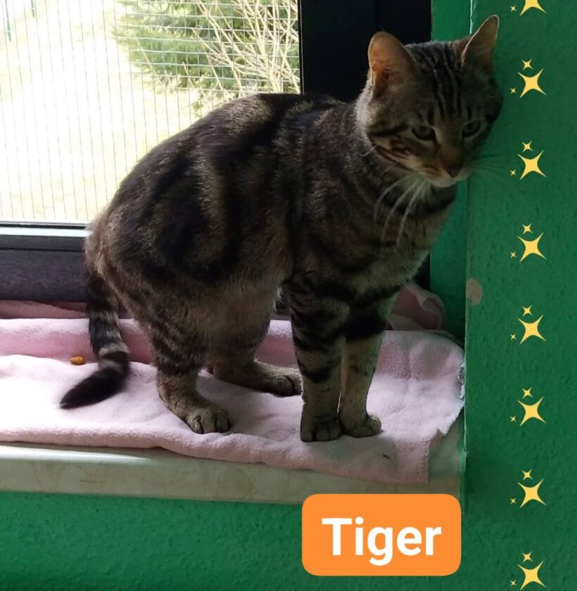 Tiger und Olga❤️