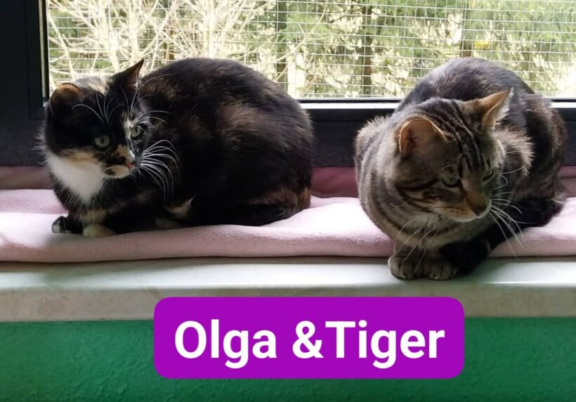 Tiger und Olga❤️
