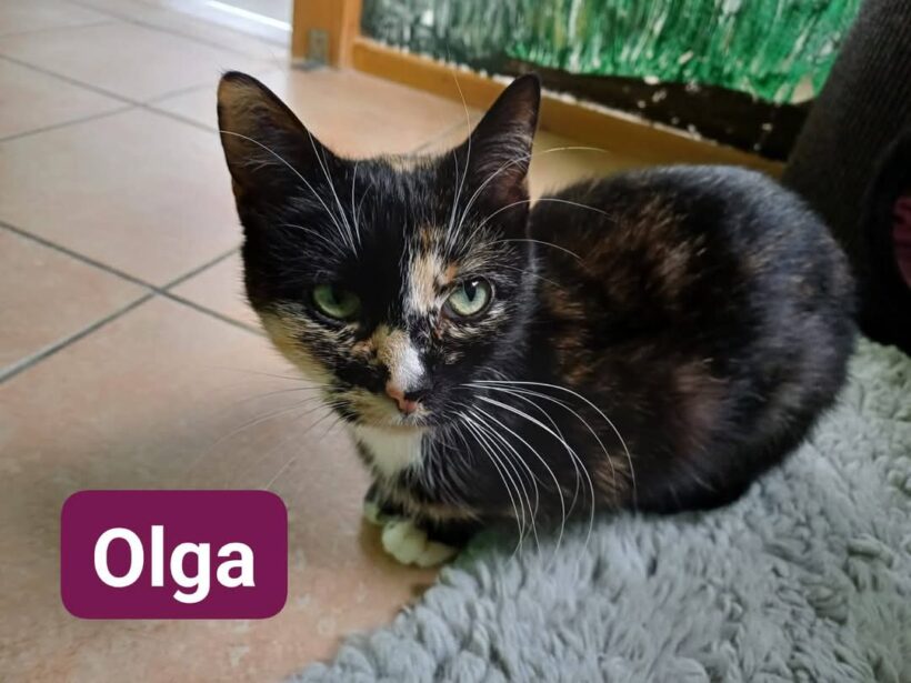 Tiger und Olga❤️