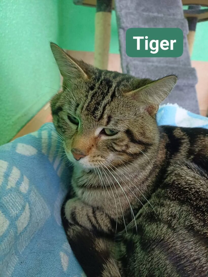 Tiger und Olga❤️