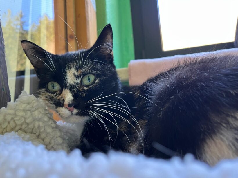 Tiger und Olga❤️