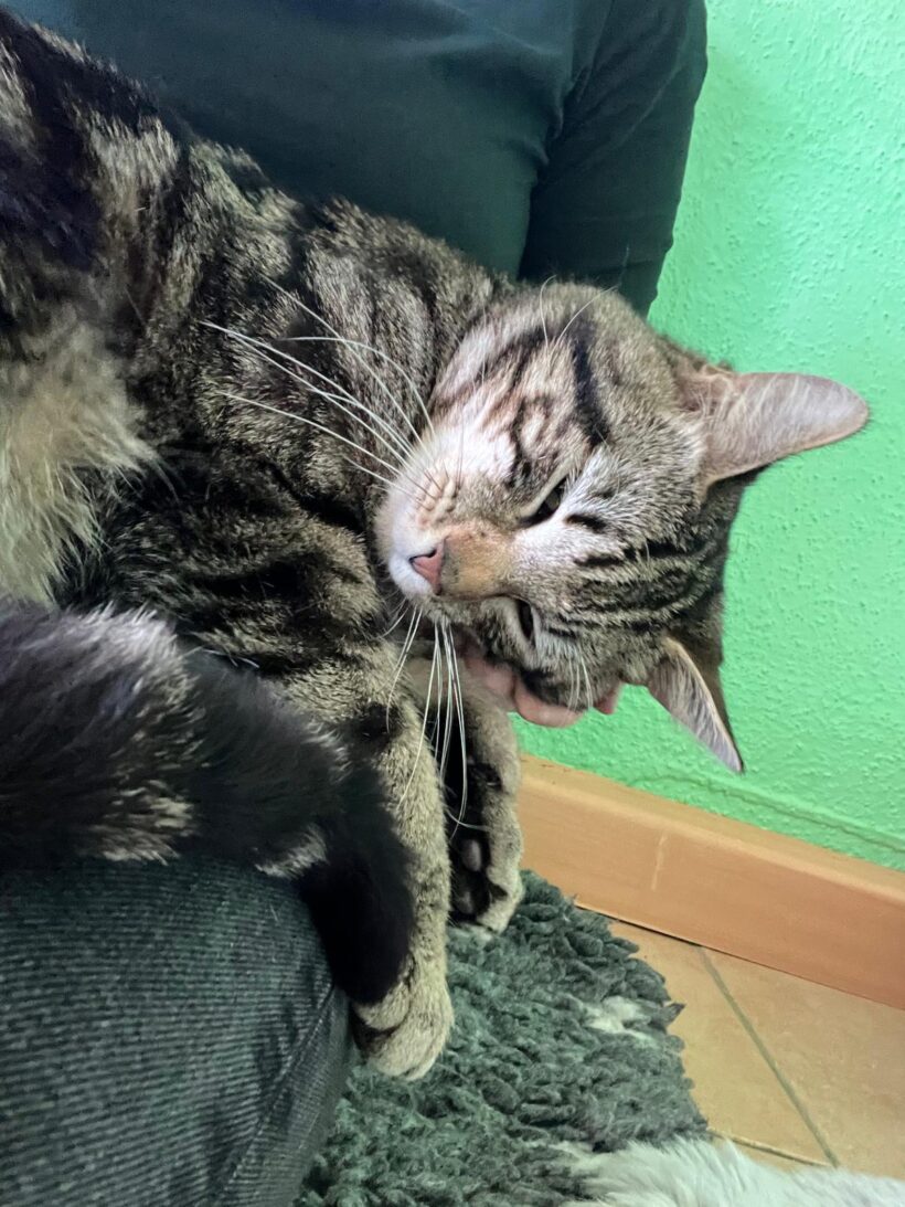 Tiger und Olga❤️