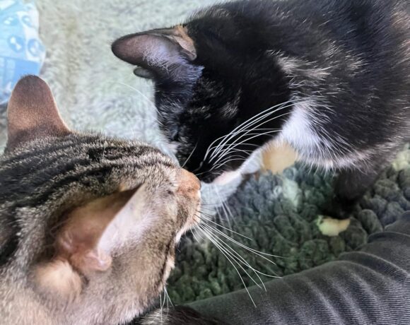 Tiger und Olga❤️