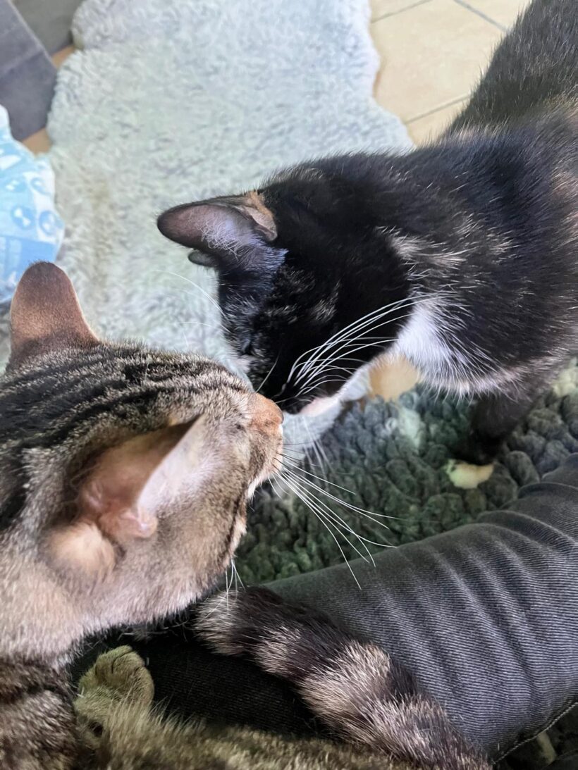 Tiger und Olga❤️