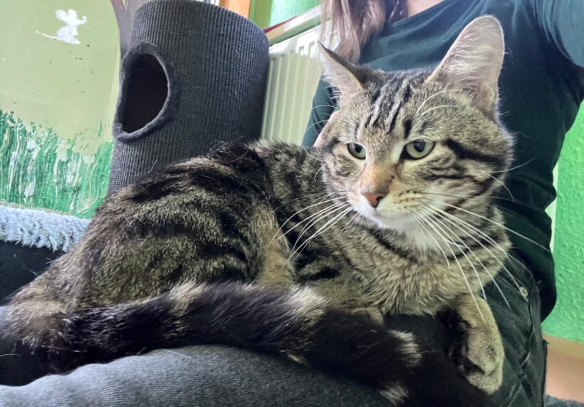 Tiger und Olga❤️