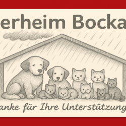 Ein Dach für die, die keine Stimme haben