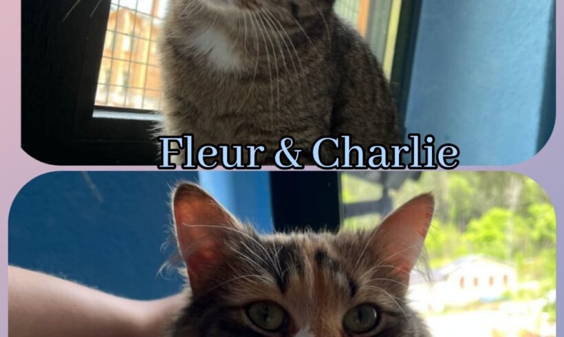 Fleur & Charlie❤️(reserviert) Fleur & Charlie❤️(reserviert)