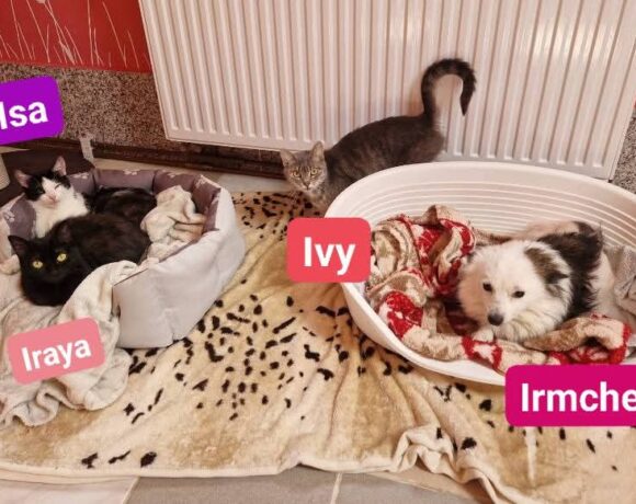 Irmchen(reserviert),Isa,Iraya(reserviert),Ivy❤️(ab Juli)
