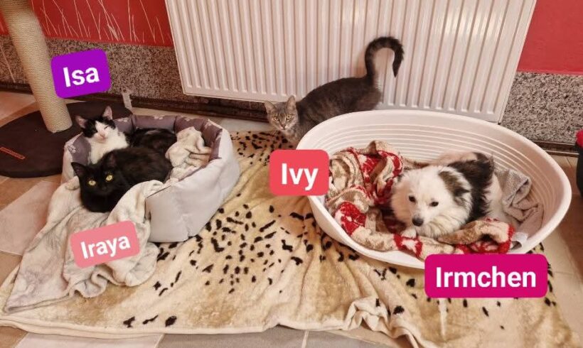 Irmchen(reserviert),Isa,Iraya(reserviert),Ivy❤️(ab Juli) Irmchen(reserviert),Isa,Iraya(reserviert),Ivy❤️(ab Juli)