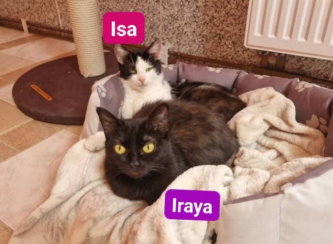 Irmchen,Isa,Iraya,Ivy❤️(ab Juli)