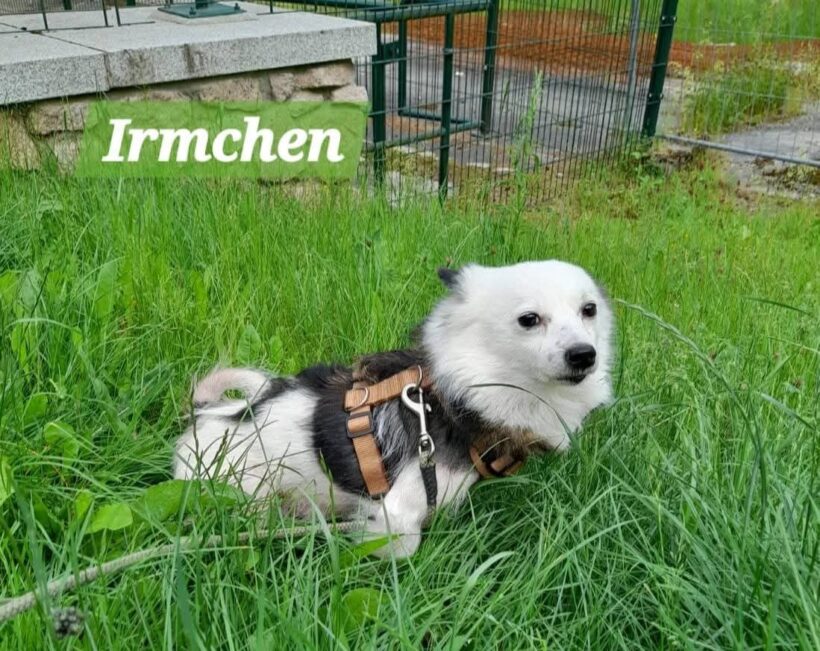 Irmchen,Isa,Iraya,Ivy❤️(ab Juli)