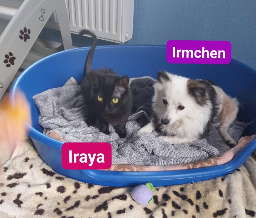 Irmchen,Isa,Iraya,Ivy❤️(ab Juli)