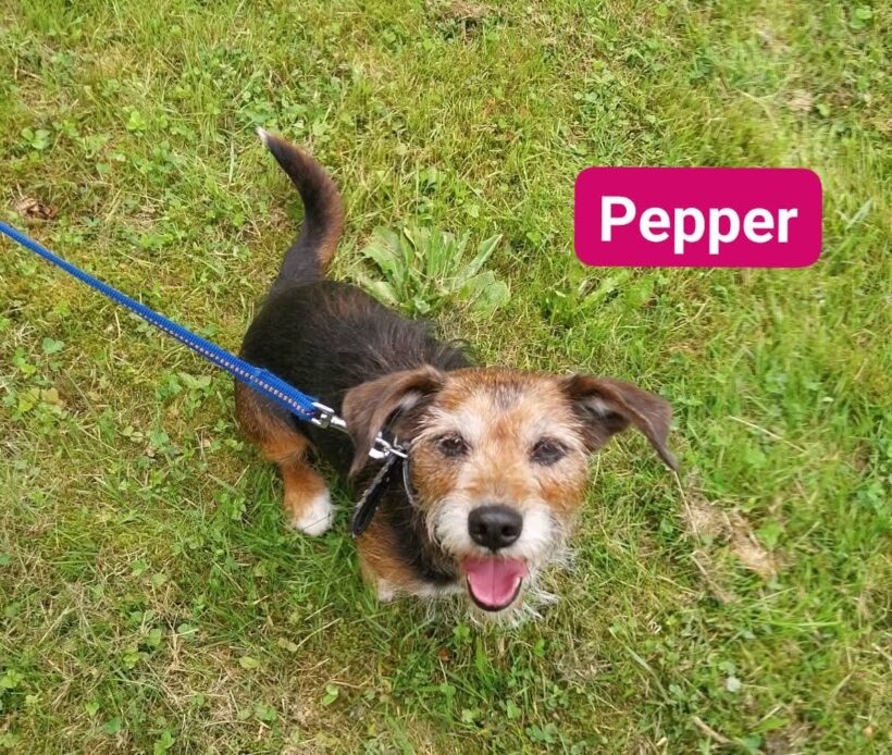 Pepper❤️ (ab Juli)