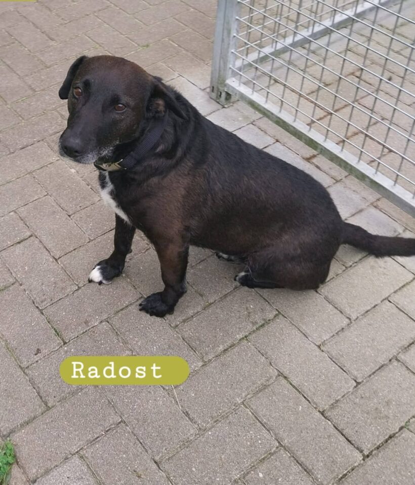Radost❤️(Wohnt auf Probe)