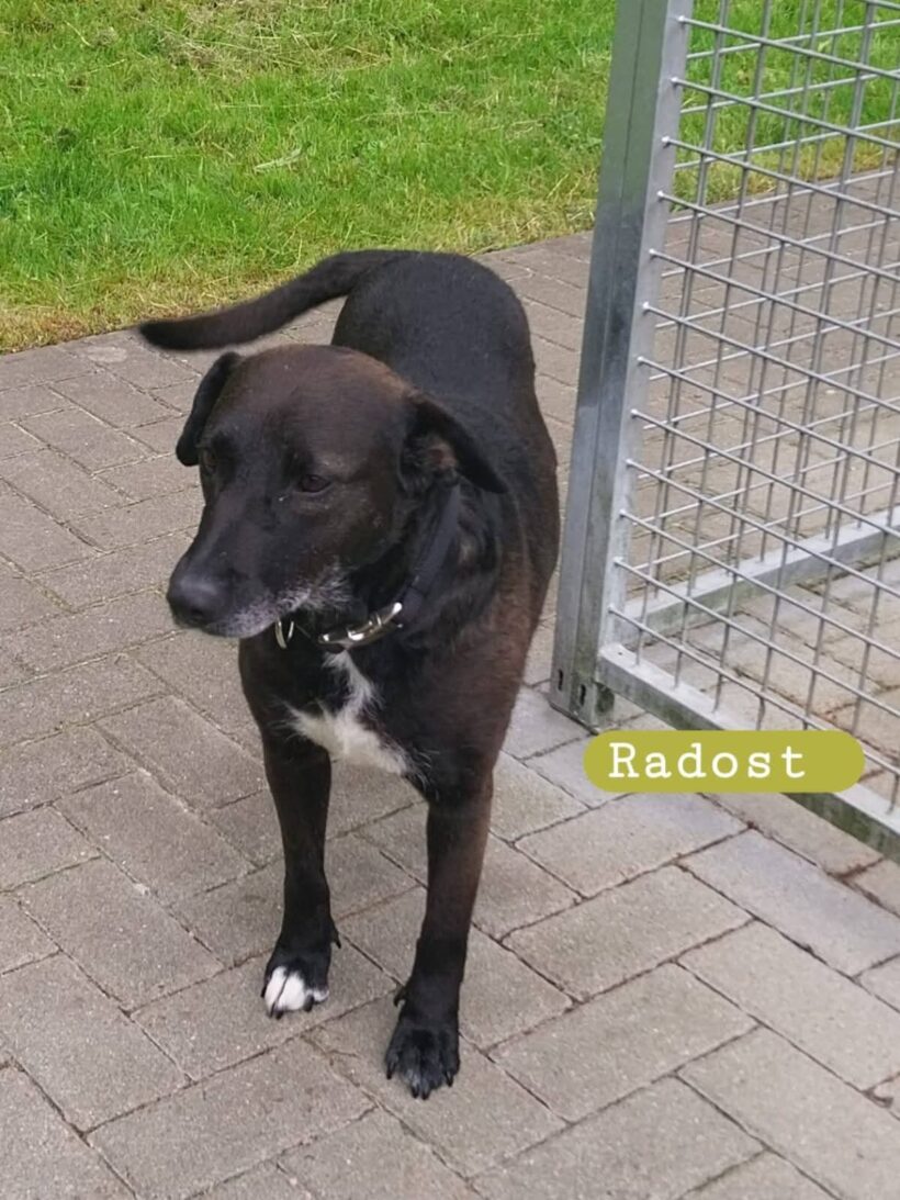 Radost❤️(Wohnt auf Probe)