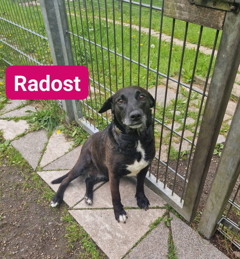 Radost❤️(Wohnt auf Probe)