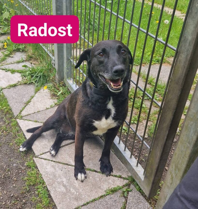 Radost❤️(Wohnt auf Probe)