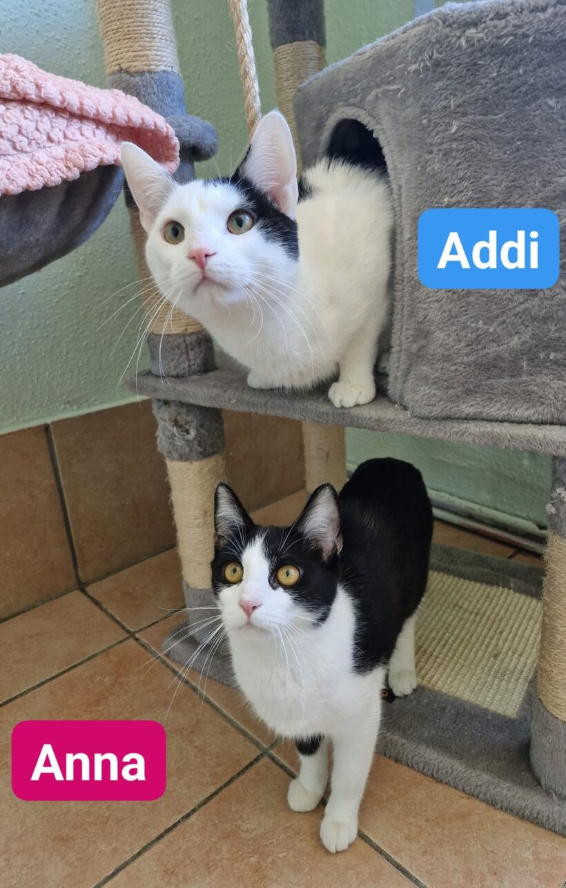 Addi und Anna(ab Juli)
