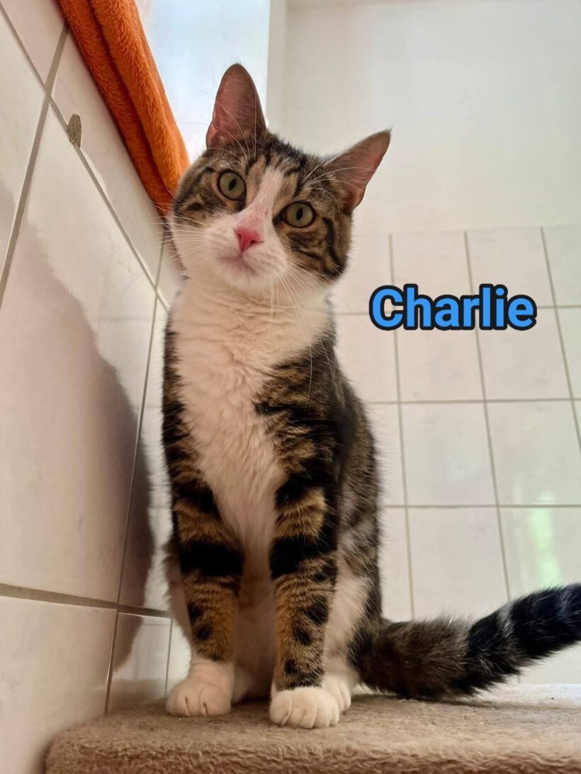 Charlie(reserviert)❤️