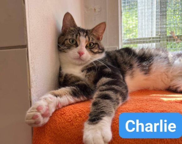 Charlie(reserviert)❤️