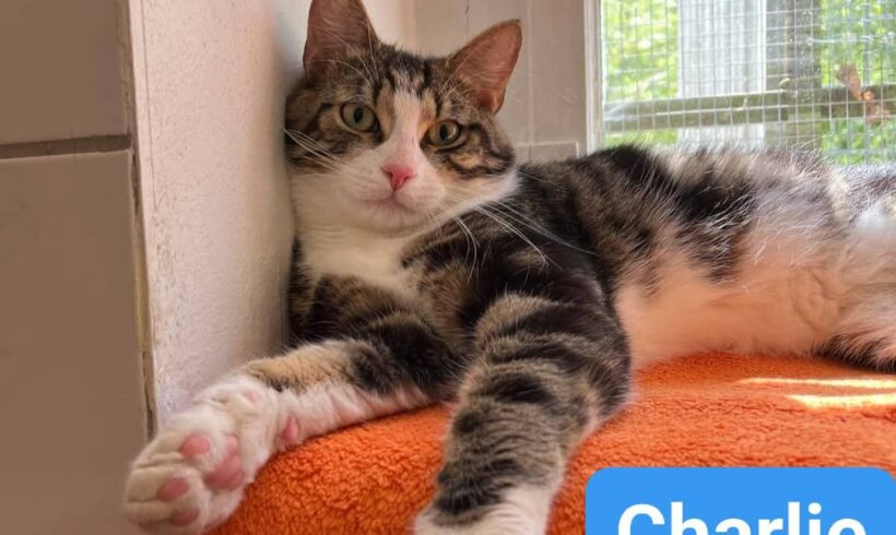 Charlie(reserviert)❤️ Charlie(reserviert)❤️