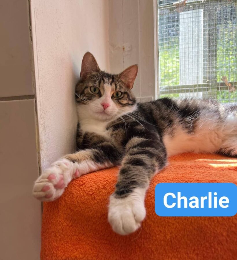 Charlie(reserviert)❤️