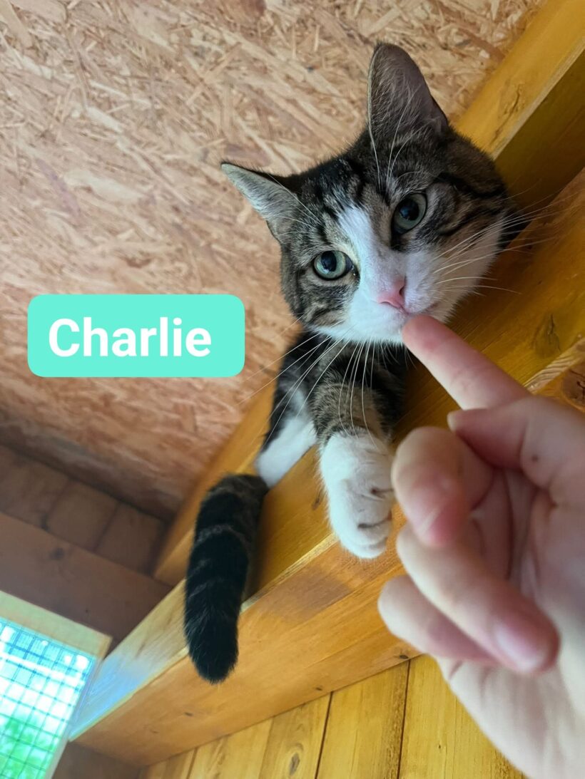 Charlie(reserviert)❤️