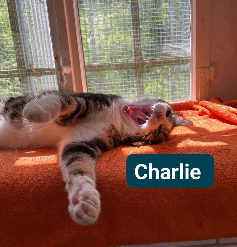 Charlie(reserviert)❤️