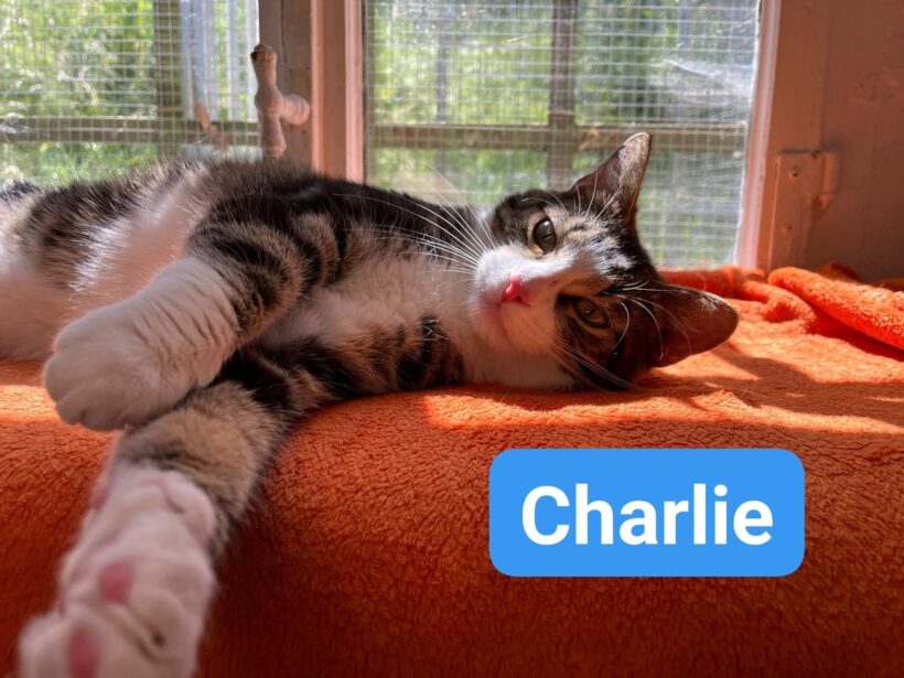 Charlie(reserviert)❤️