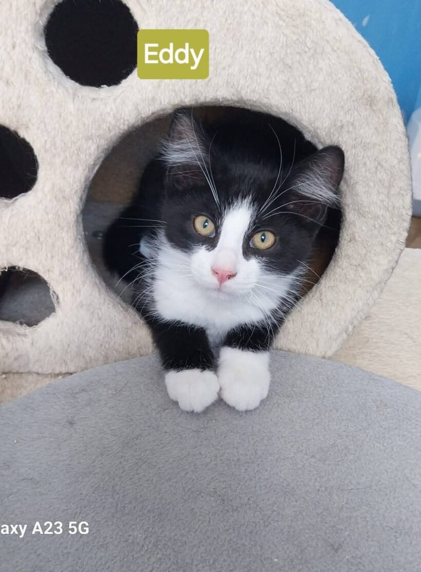 Unsere „E-Kitten“❤️