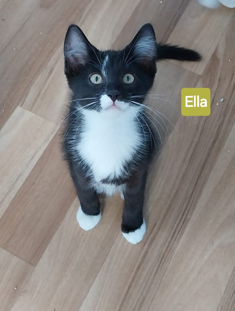 Unsere „E-Kitten“❤️