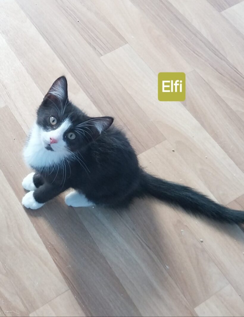 Unsere „E-Kitten“❤️