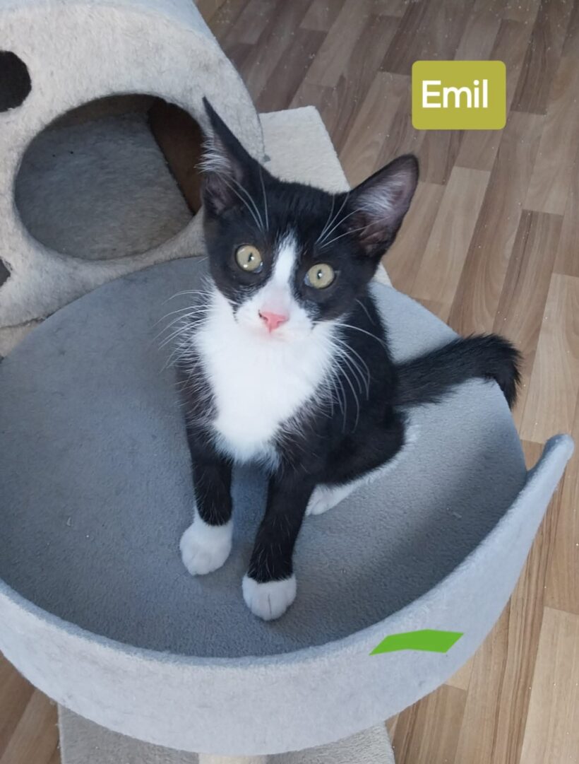 Unsere „E-Kitten“❤️
