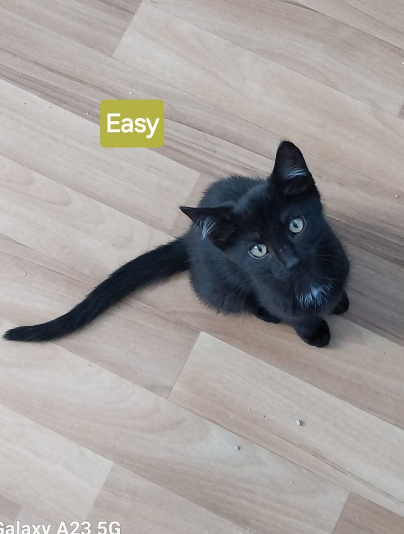 Unsere „E-Kitten“❤️
