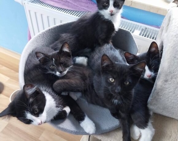 Unsere „E-Kitten“❤️