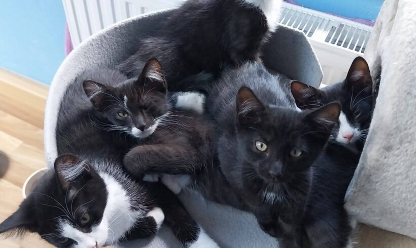 Unsere „E-Kitten“❤️