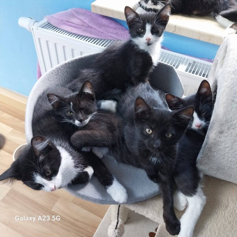 Unsere „E-Kitten“❤️