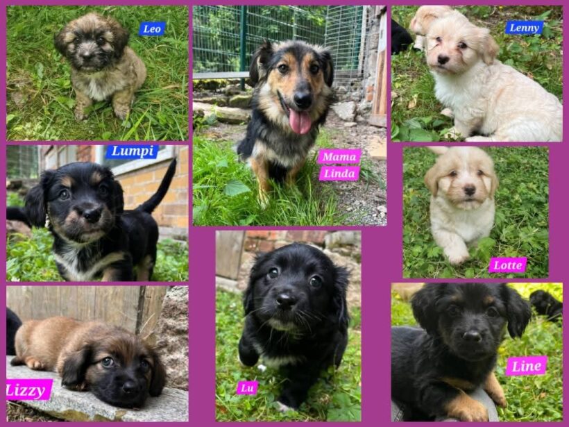 Mama Linda und ihre 7 Zwerge( alle Hundekinder und Mama Linda sind versprochen)🐶🥰