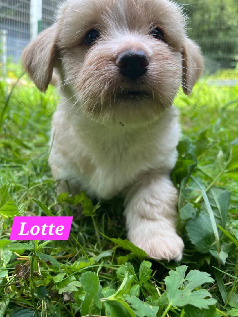 Mama Linda und ihre 7 Zwerge( alle Hundekinder und Mama Linda sind versprochen)🐶🥰