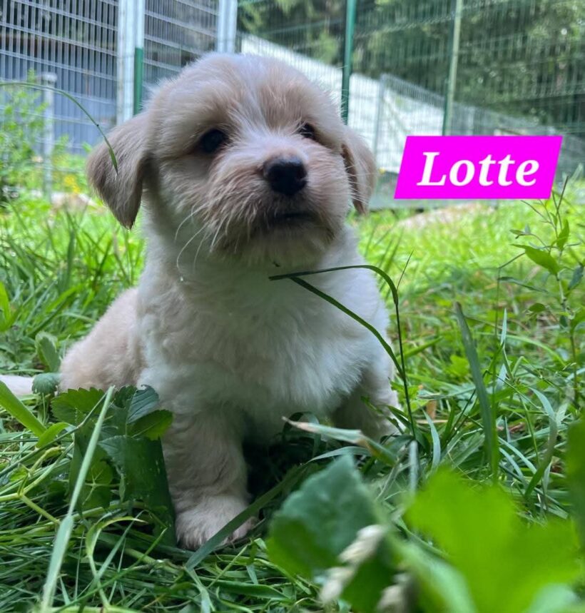 Mama Linda und ihre 7 Zwerge( alle Hundekinder und Mama Linda sind versprochen)🐶🥰