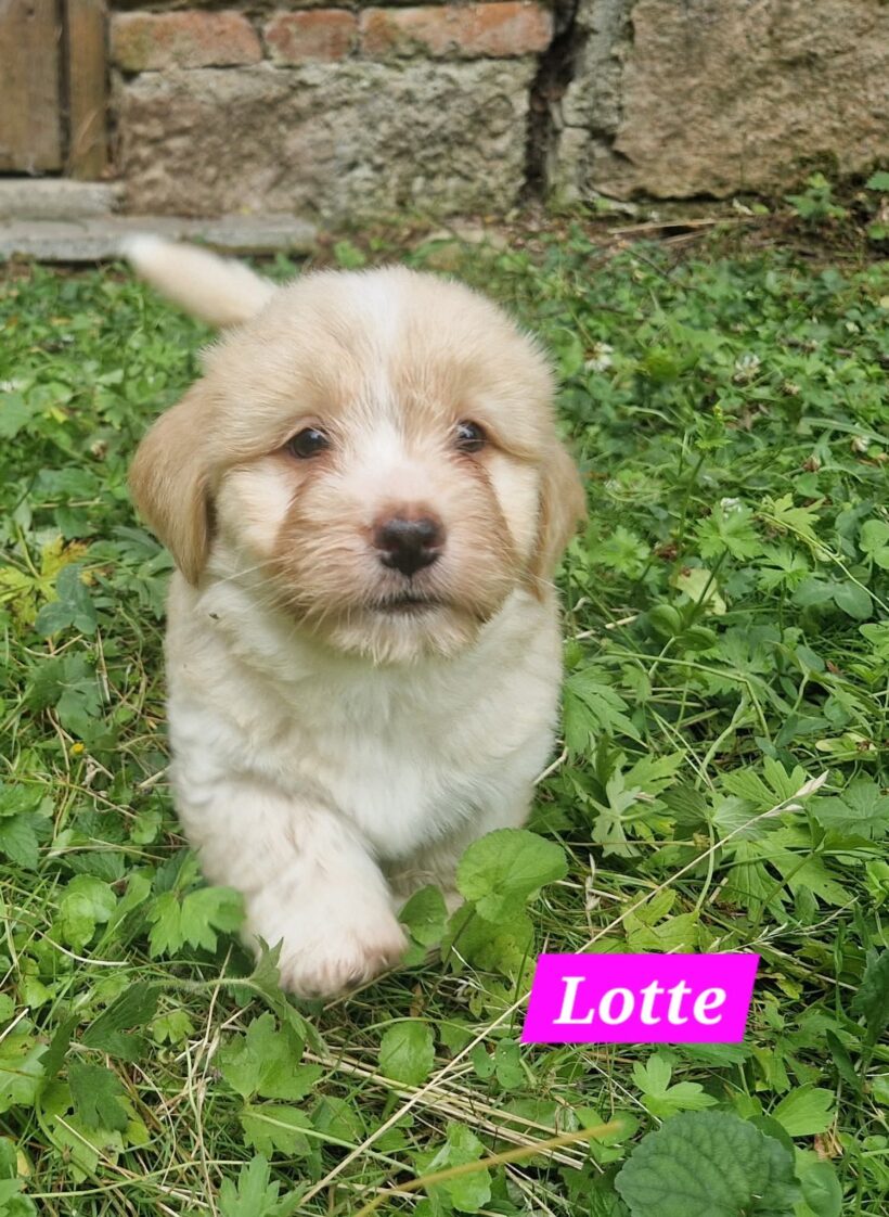 Mama Linda und ihre 7 Zwerge( alle Hundekinder und Mama Linda sind versprochen)🐶🥰