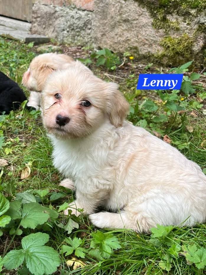 Mama Linda und ihre 7 Zwerge( alle Hundekinder und Mama Linda sind versprochen)🐶🥰