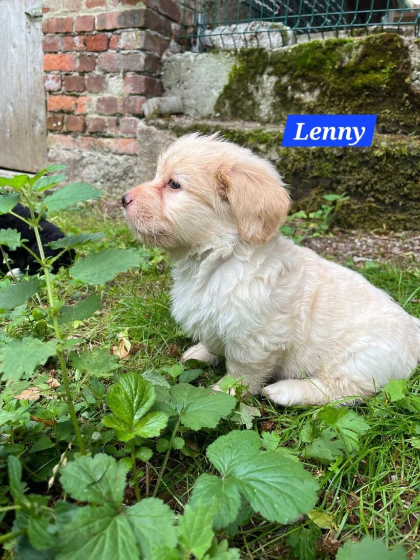 Mama Linda und ihre 7 Zwerge( alle Hundekinder und Mama Linda sind versprochen)🐶🥰