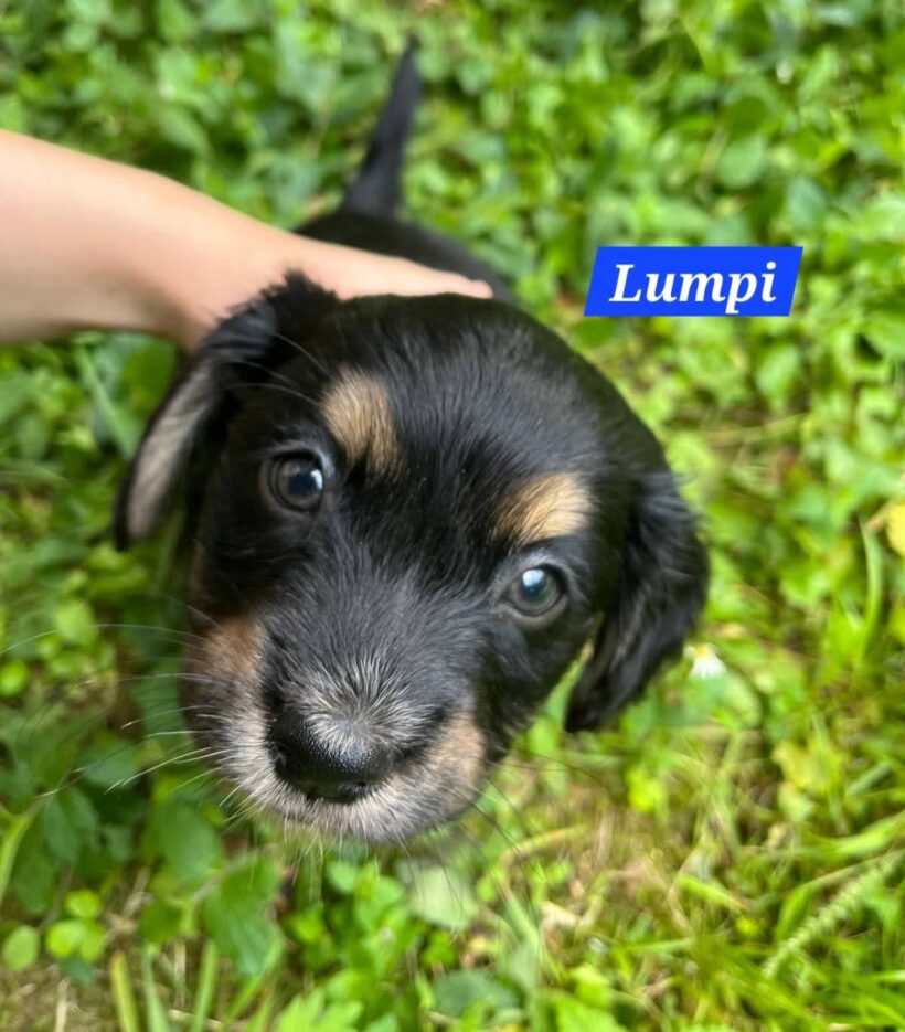 Mama Linda und ihre 7 Zwerge( alle Hundekinder und Mama Linda sind versprochen)🐶🥰