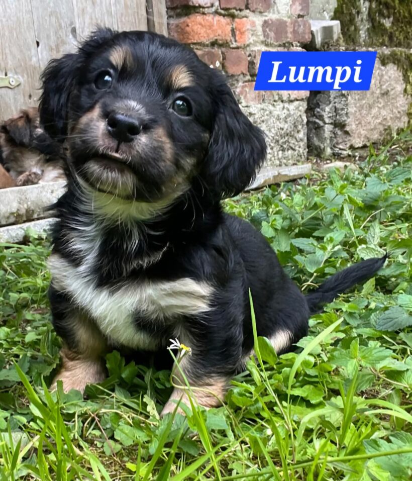Mama Linda und ihre 7 Zwerge( alle Hundekinder und Mama Linda sind versprochen)🐶🥰