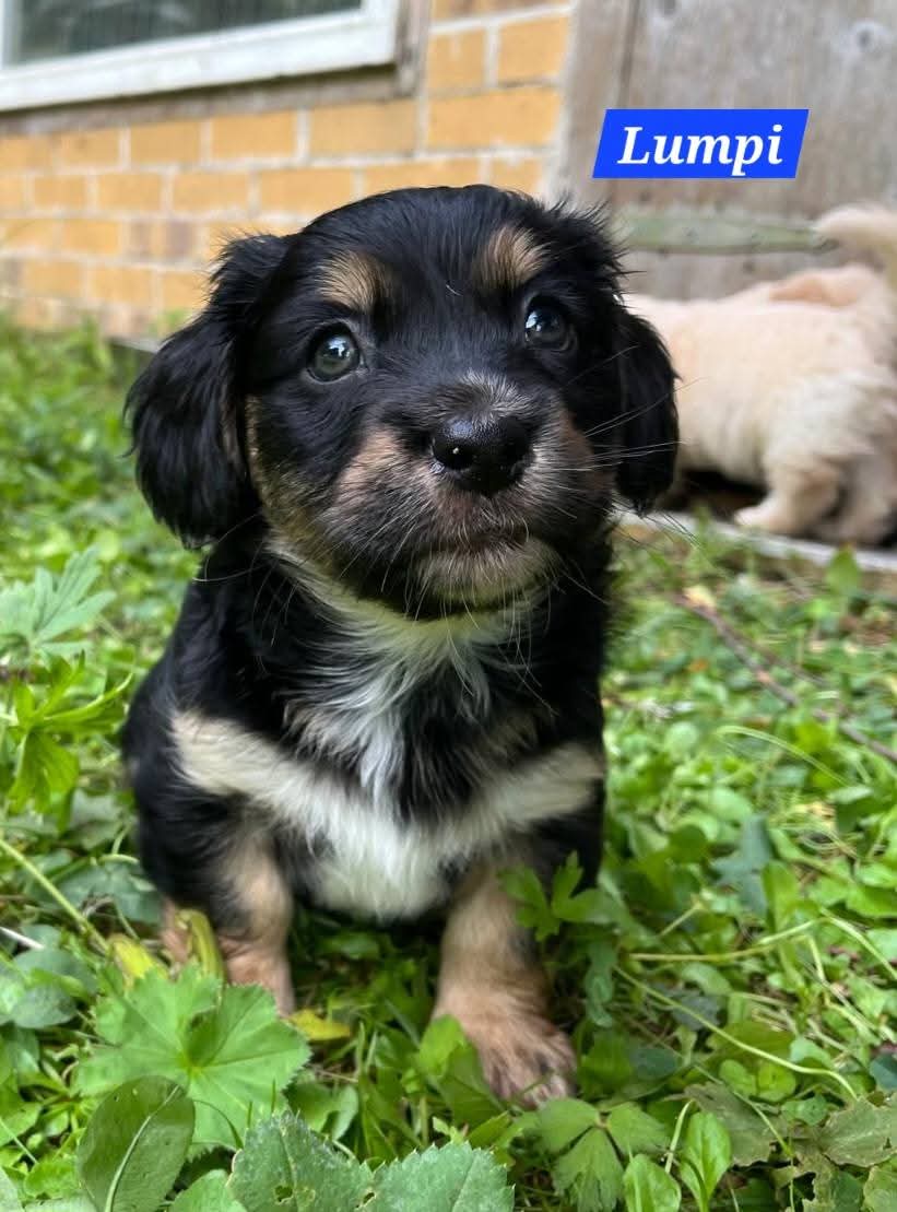 Mama Linda und ihre 7 Zwerge( alle Hundekinder und Mama Linda sind versprochen)🐶🥰